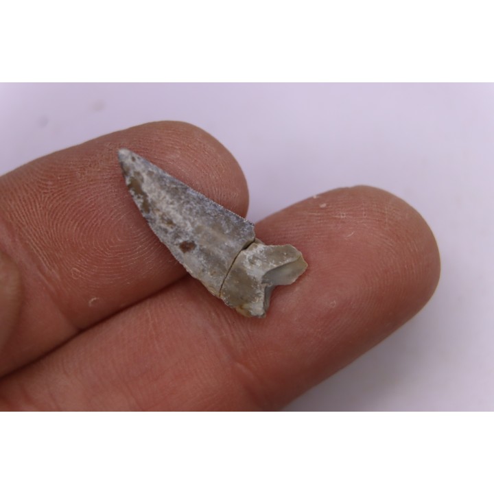dinosaur tooth Sauronitholestes langstoni - Hell Creek Formation,  Dawson County, Montana, USA