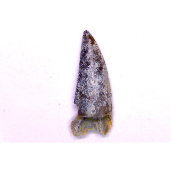 dent de dinosaure Sauronitholestes langstoni - Hell Creek  Formation  crétacé supérieur  Dawson County, Montana