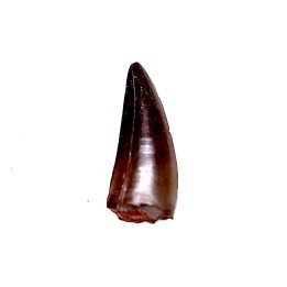dent de dinosaure Sauronitholestes langstoni - Hell Creek  Formation  crétacé supérieur  Dawson County, Montana
