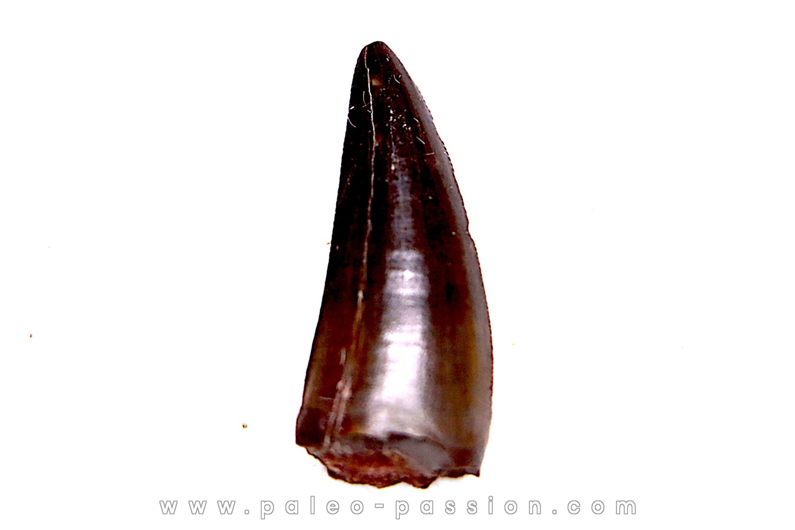 dinosaur tooth Sauronitholestes langstoni - Hell Creek Formation, Dawson County, Montana, USA
