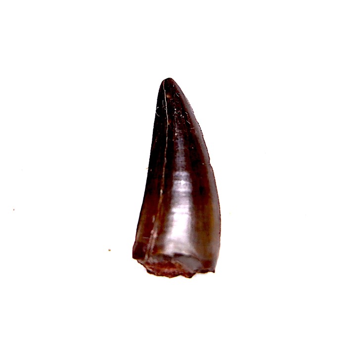 dinosaur tooth Sauronitholestes langstoni - Hell Creek Formation,  Dawson County, Montana, USA