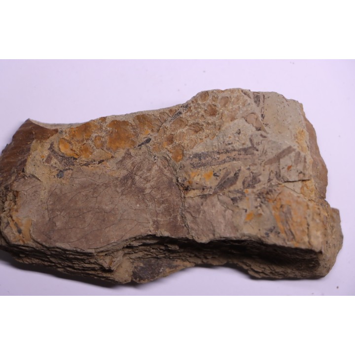 skin impression  dinosaur hadrosaure : edmontosaure