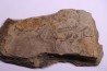skin impression  dinosaur hadrosaure : edmontosaure