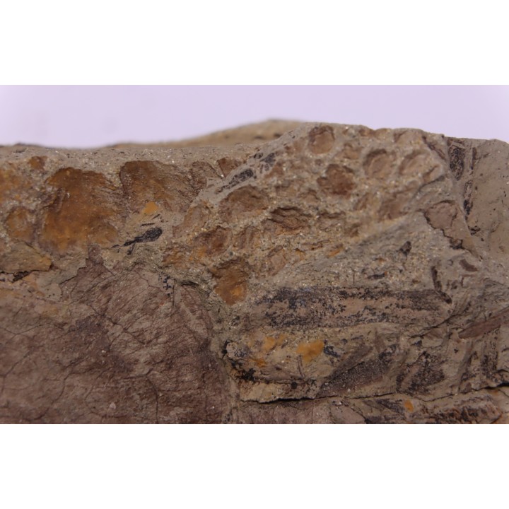empreinte de peau de dinosaure HADROSAURE  edmontosaurus - Hell Creek  Fmt - crétacé supérieur - Montana - USA