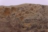skin impression  dinosaur hadrosaure : edmontosaure