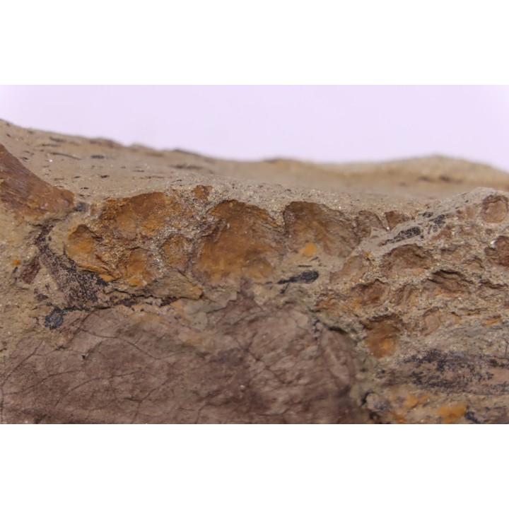 empreinte de peau de dinosaure HADROSAURE  edmontosaurus - Hell Creek  Fmt - crétacé supérieur - Montana - USA