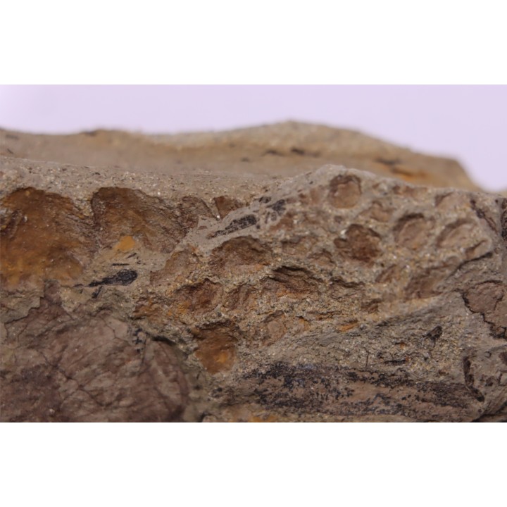 skin impression  dinosaur hadrosaure : edmontosaure