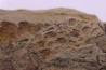 empreinte de peau de dinosaure HADROSAURE edmontosaurus - Hell Creek Fmt - crétacé supérieur - Montana - USA