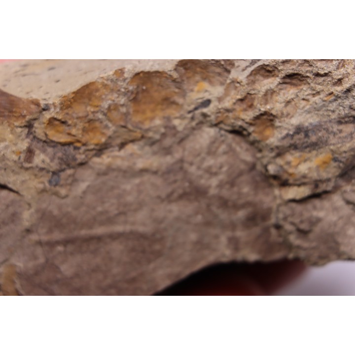 empreinte de peau de dinosaure HADROSAURE  edmontosaurus - Hell Creek  Fmt - crétacé supérieur - Montana - USA