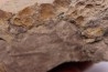 skin impression  dinosaur hadrosaure : edmontosaure