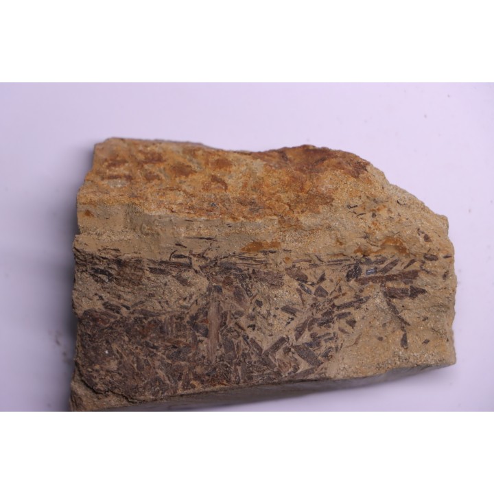 empreinte de peau de dinosaure HADROSAURE  edmontosaurus - Hell Creek  Fmt - crétacé supérieur - Montana - USA