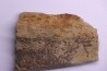 skin impression  dinosaur hadrosaure : edmontosaure