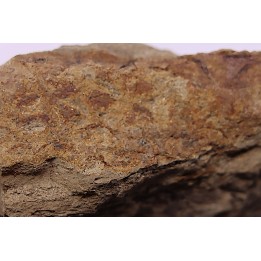 empreinte de peau de dinosaure HADROSAURE  edmontosaurus - Hell Creek  Fmt - crétacé supérieur - Montana - USA