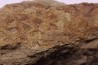 skin impression  dinosaur hadrosaure : edmontosaure