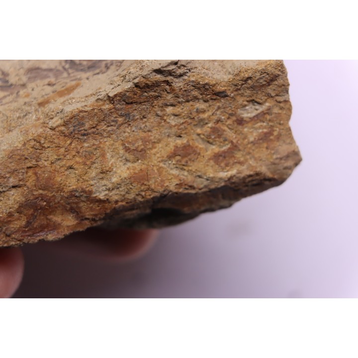 empreinte de peau de dinosaure HADROSAURE  edmontosaurus - Hell Creek  Fmt - crétacé supérieur - Montana - USA