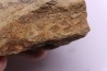 skin impression  dinosaur hadrosaure : edmontosaure