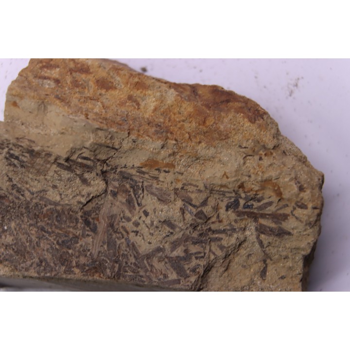 skin impression  dinosaur hadrosaure : edmontosaure