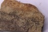 skin impression dinosaur hadrosaure : edmontosaure