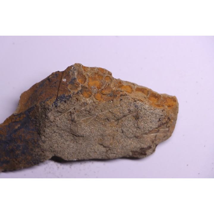 empreinte de peau de dinosaure - HADROSAURE - edmontosaurus - Hell Creek  Fmt - crétacé supérieur - Montana - USA