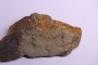 skin impression dinosaur hadrosaure : edmontosaure
