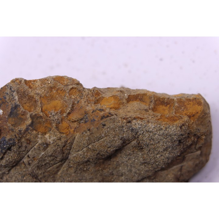 skin impression  dinosaur hadrosaure : edmontosaure