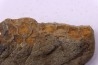 skin impression dinosaur hadrosaure : edmontosaure