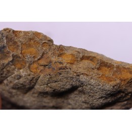empreinte de peau de dinosaure - HADROSAURE - edmontosaurus - Hell Creek  Fmt - crétacé supérieur - Montana - USA