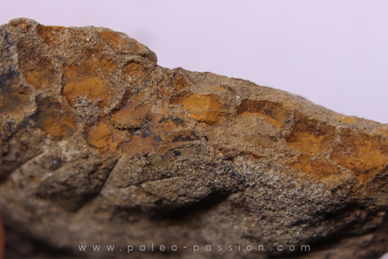 empreinte de peau de dinosaure - HADROSAURE - edmontosaurus - Hell Creek Fmt - crétacé supérieur - Montana - USA