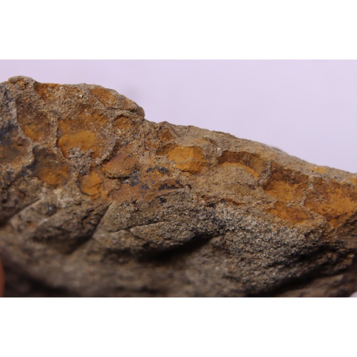 skin impression  dinosaur hadrosaure : edmontosaure