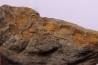 skin impression dinosaur hadrosaure : edmontosaure