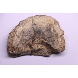 dinosaur Toe bone: TRICERATOPS HORRIDUS - Hell Creek  Fmt - upper cretaceous - Dawson County, Montana - USA