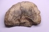 dinosaur Toe bone: TRICERATOPS HORRIDUS - Hell Creek Fmt - upper cretaceous - Dawson County, Montana - USA
