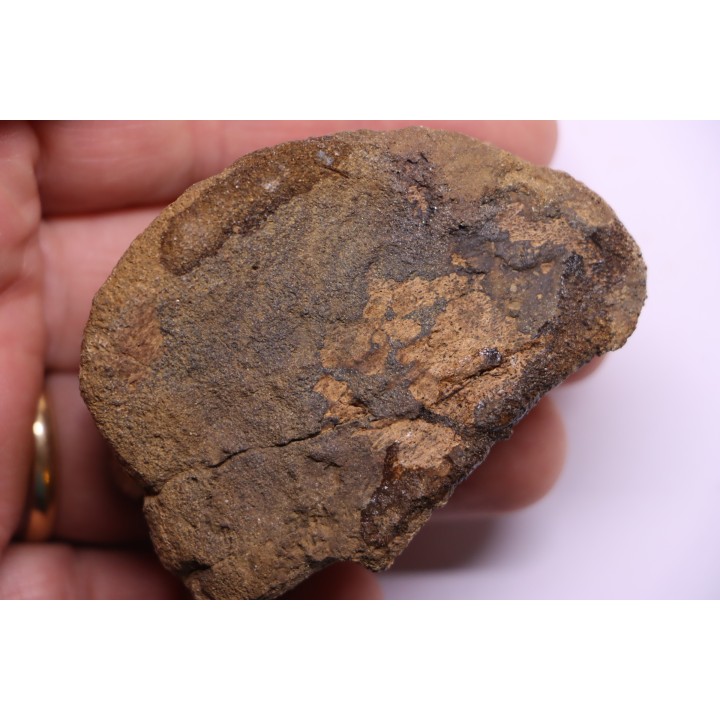 dinosaur Toe bone: TRICERATOPS HORRIDUS - Hell Creek  Fmt - upper cretaceous - Dawson County, Montana - USA