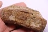 dinosaur Toe bone: TRICERATOPS HORRIDUS - Hell Creek Fmt - upper cretaceous - Dawson County, Montana - USA