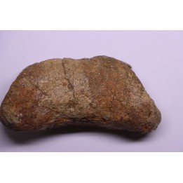 dinosaur Toe bone: TRICERATOPS HORRIDUS - Hell Creek  Fmt - upper cretaceous - Dawson County, Montana - USA