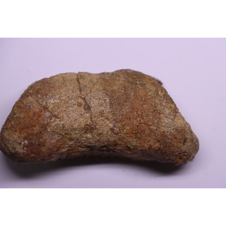 dinosaur Toe bone: TRICERATOPS HORRIDUS - Hell Creek  Fmt - upper cretaceous - Dawson County, Montana - USA