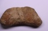 dinosaur Toe bone: TRICERATOPS HORRIDUS - Hell Creek Fmt - upper cretaceous - Dawson County, Montana - USA