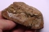 dinosaur Toe bone: TRICERATOPS HORRIDUS - Hell Creek Fmt - upper cretaceous - Dawson County, Montana - USA