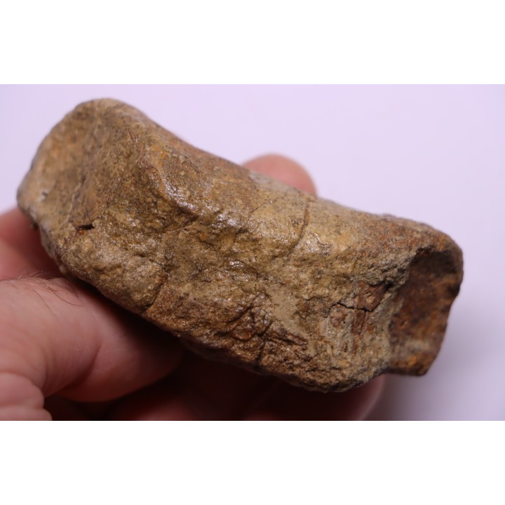 dinosaur Toe bone: TRICERATOPS HORRIDUS - Hell Creek  Fmt - upper cretaceous - Dawson County, Montana - USA