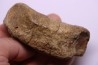 dinosaur Toe bone: TRICERATOPS HORRIDUS - Hell Creek Fmt - upper cretaceous - Dawson County, Montana - USA