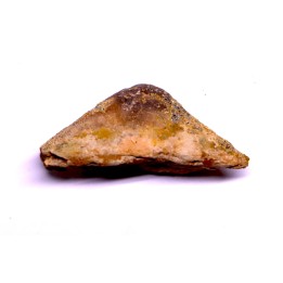 dinosaur Epioccipatal bone: TRICERATOPS HORRIDUS - Hell Creek  Fmt - upper cretaceous - Dawson County, Montana - USA