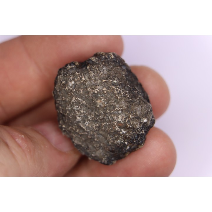 scute de dinosaure :  Sauropelta  edwardsorum  (Ankylosaurien) - Crétacé Inférieur - CLOVERLY Fmt,  Bighorn Co, Wyoming, USA
