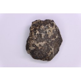Dinosaur scute:  Sauropelta  edwardsorum (Akylosaurian) - Lower Cretaceous - CLOVERLY Fmt, Bighorn Co, Wyoming, USA