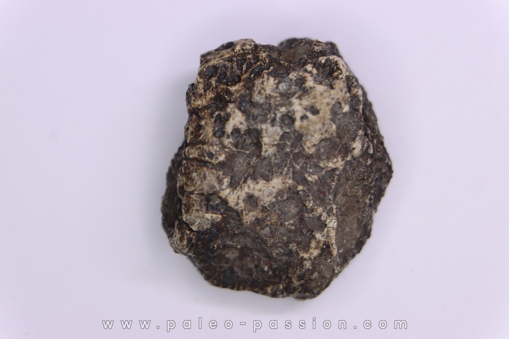 scute de dinosaure : Sauropelta edwardsorum (Ankylosaurien) - Crétacé Inférieur - CLOVERLY Fmt, Bighorn Co, Wyoming, USA