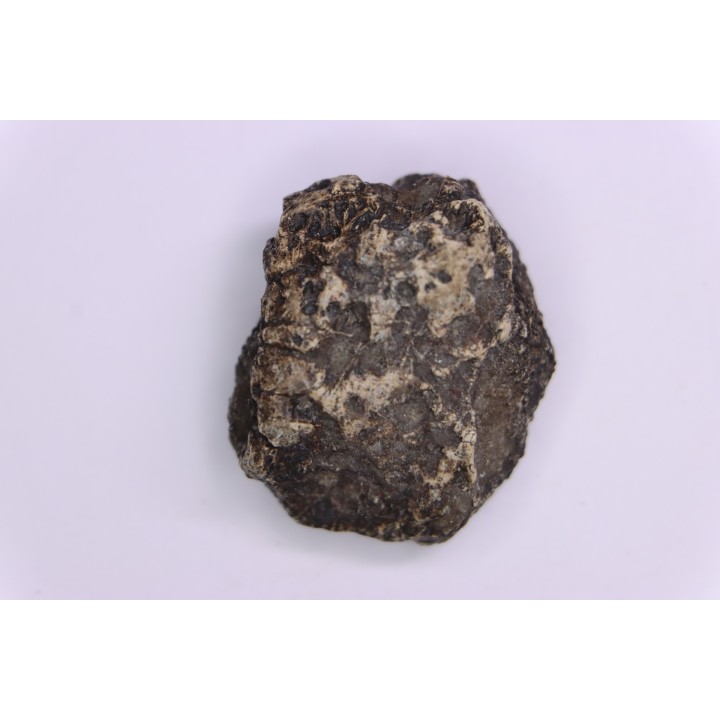 Dinosaur scute:  Sauropelta  edwardsorum (Akylosaurian) - Lower Cretaceous - CLOVERLY Fmt, Bighorn Co, Wyoming, USA
