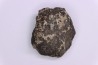 scute de dinosaure : Sauropelta edwardsorum (Ankylosaurien) - Crétacé Inférieur - CLOVERLY Fmt, Bighorn Co, Wyoming, USA