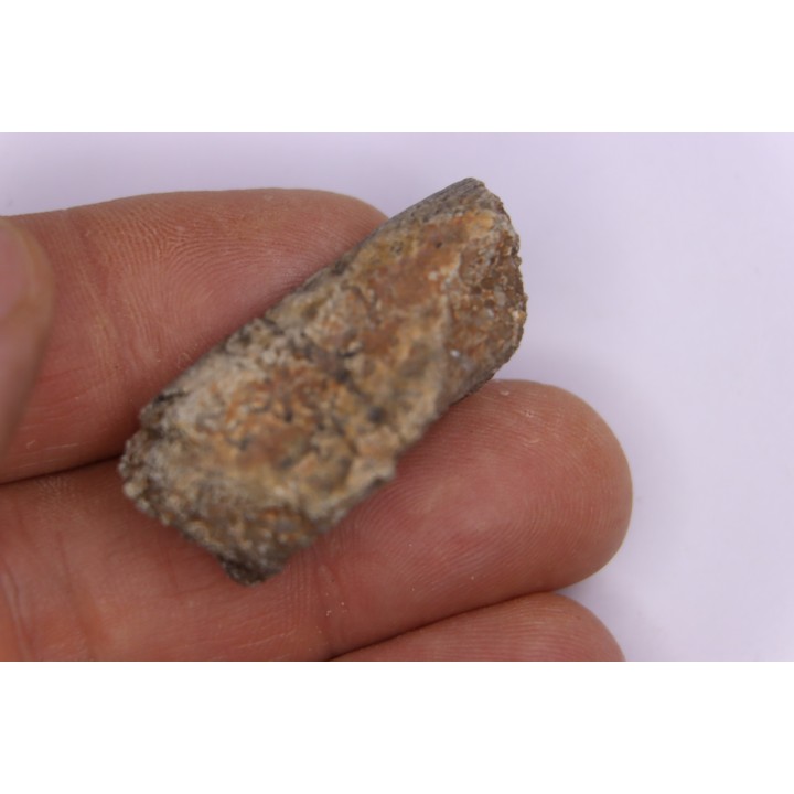Dinosaur scute:  Sauropelta  edwardsorum (Akylosaurian) - Lower Cretaceous - CLOVERLY Fmt, Bighorn Co, Wyoming, USA