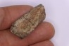scute de dinosaure : Sauropelta edwardsorum (Ankylosaurien) - Crétacé Inférieur - CLOVERLY Fmt, Bighorn Co, Wyoming, USA
