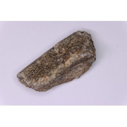 Dinosaur scute:  Sauropelta  edwardsorum (Akylosaurian) - Lower Cretaceous - CLOVERLY Fmt, Bighorn Co, Wyoming, USA