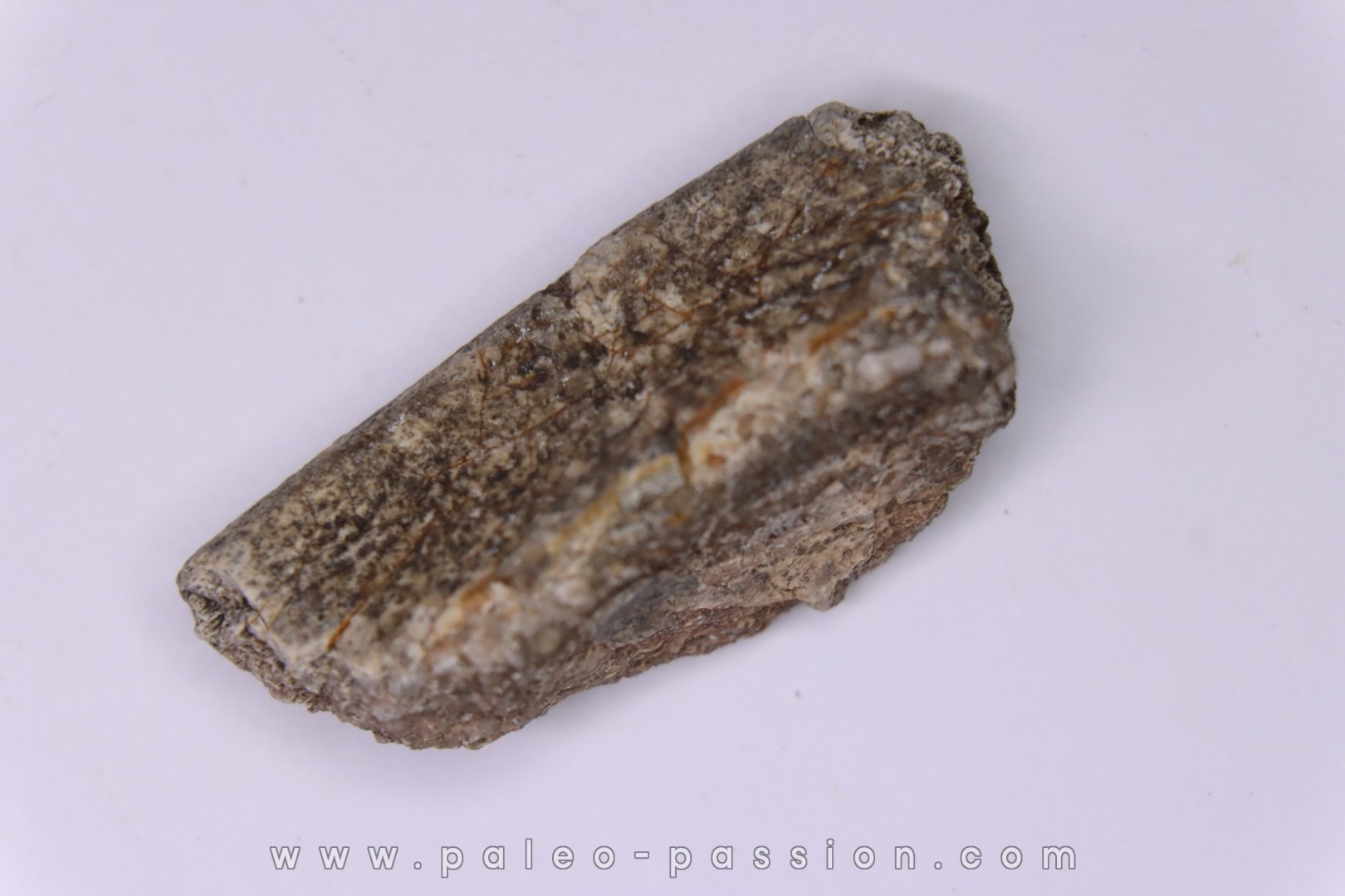 scute de dinosaure : Sauropelta edwardsorum (Ankylosaurien) - Crétacé Inférieur - CLOVERLY Fmt, Bighorn Co, Wyoming, USA
